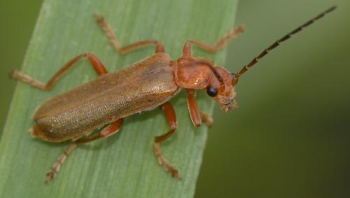 Cantharis rufa
